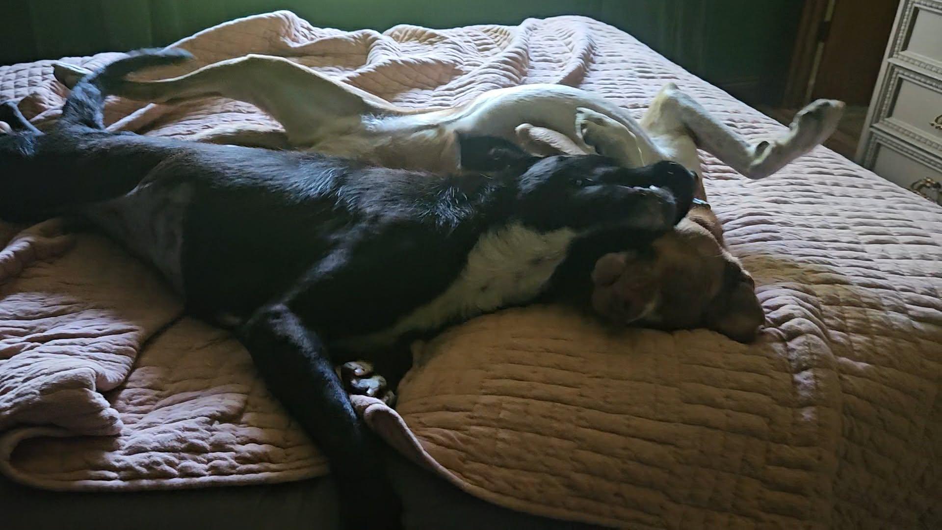 Enlarge Kyla, an adopted mixed breed in Portland, OR image 3/6