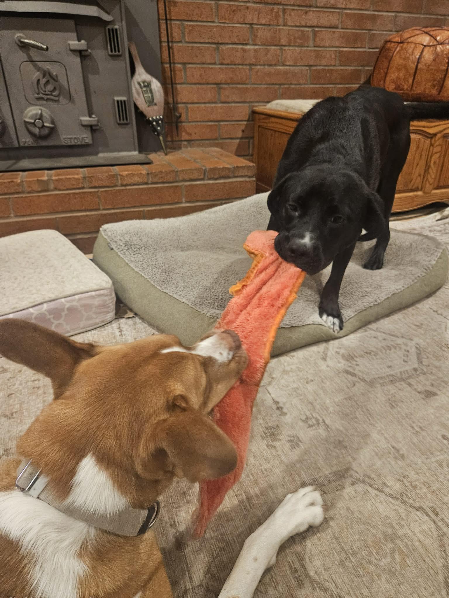 Enlarge Kyla, an adopted mixed breed in Portland, OR image 6/6