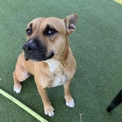 Callie, Adoptable, Adult Female Mixed Breed & Mixed Breed.