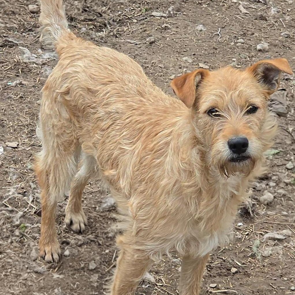 Poppy, a ADOPTABLE mixed breed in LaGrange, IN image 2/3