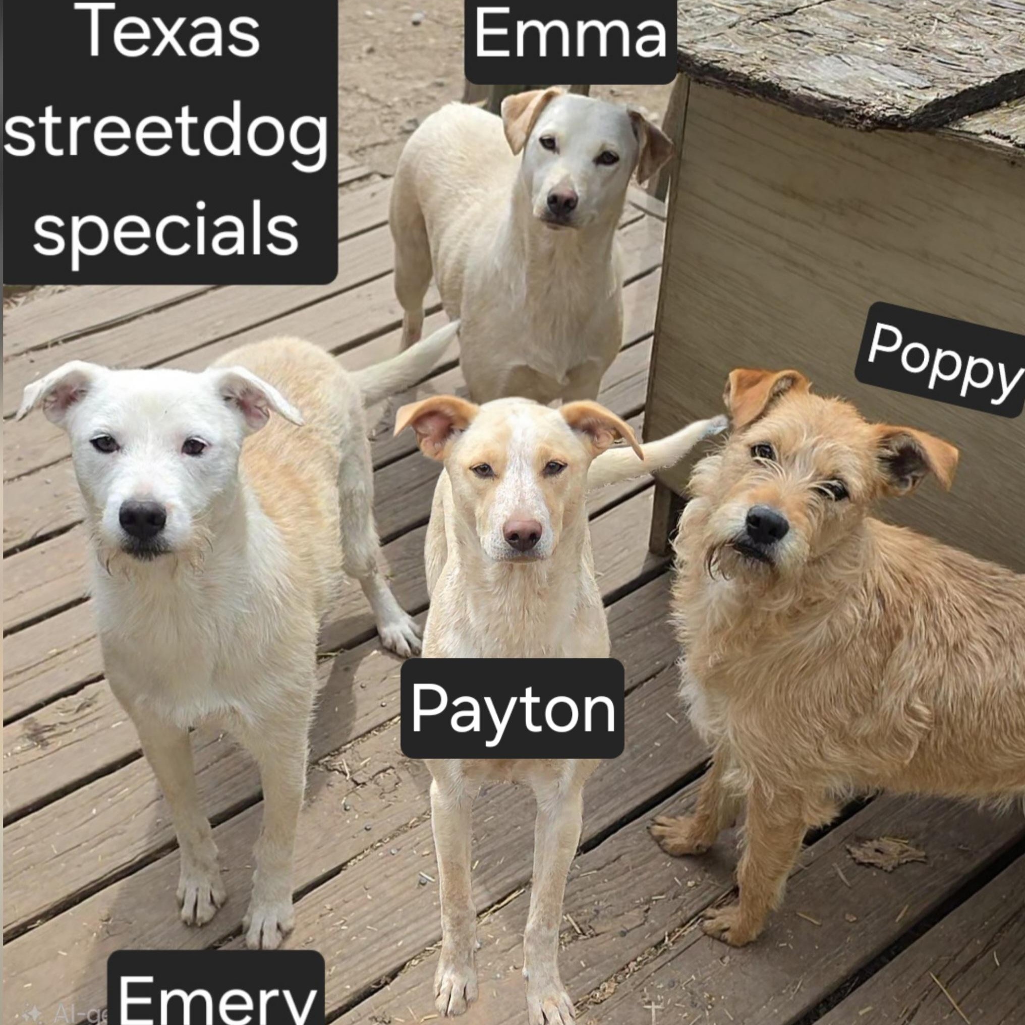 Poppy, a ADOPTABLE mixed breed in LaGrange, IN image 3/3