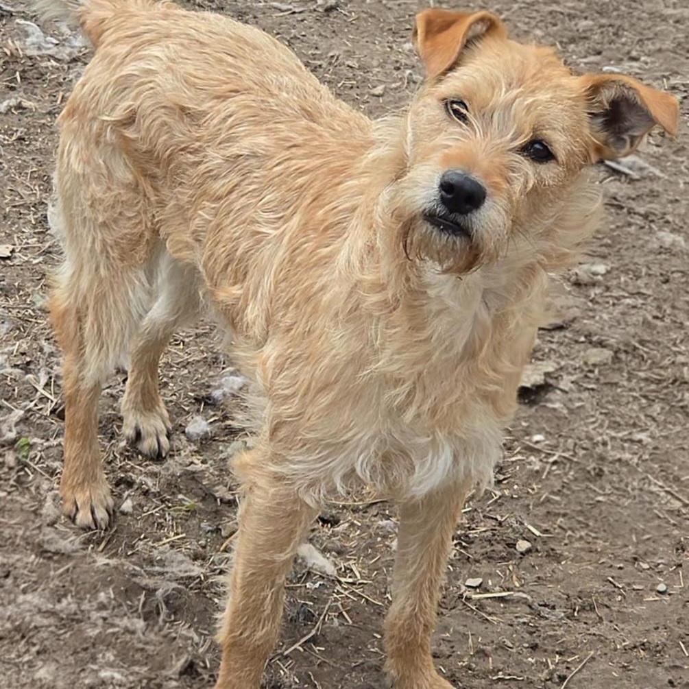 Poppy, a ADOPTABLE mixed breed in LaGrange, IN image 1/3