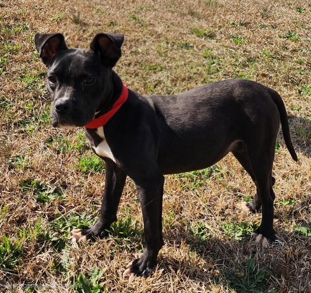 Enlarge Tiana, a ADOPTABLE mixed breed in Manhasset, NY image 1/2