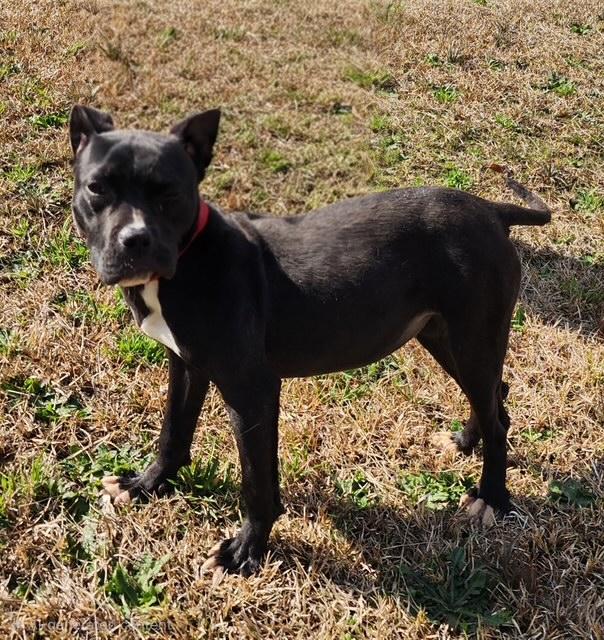 Enlarge Tiana, a ADOPTABLE mixed breed in Manhasset, NY image 2/2