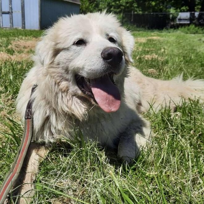 Louise - New to Rescue - Foster Needed, an adopted Great Pyrenees in Indianapolis, IN image 2/5