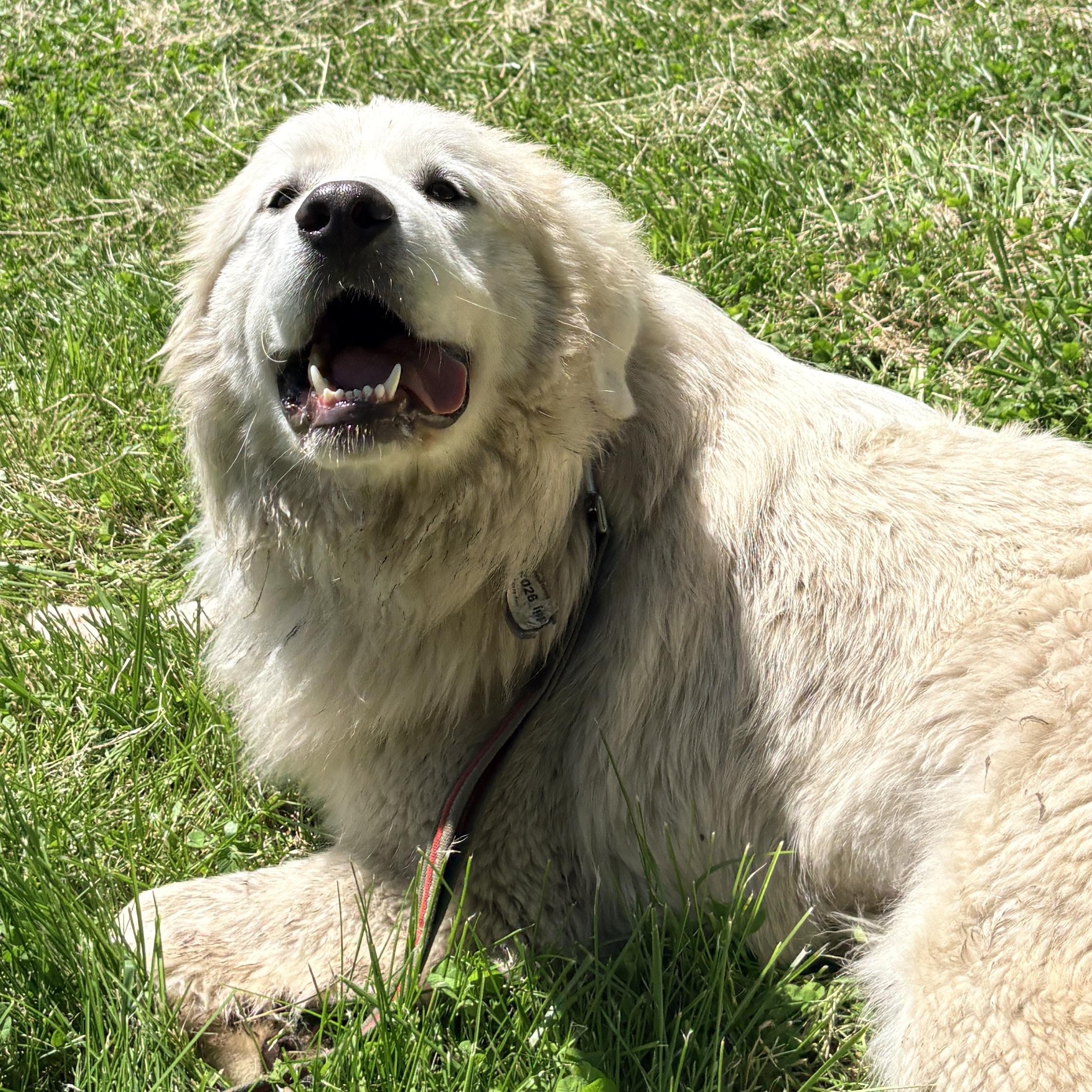 Louise - New to Rescue - Foster Needed, an adopted Great Pyrenees in Indianapolis, IN image 4/5