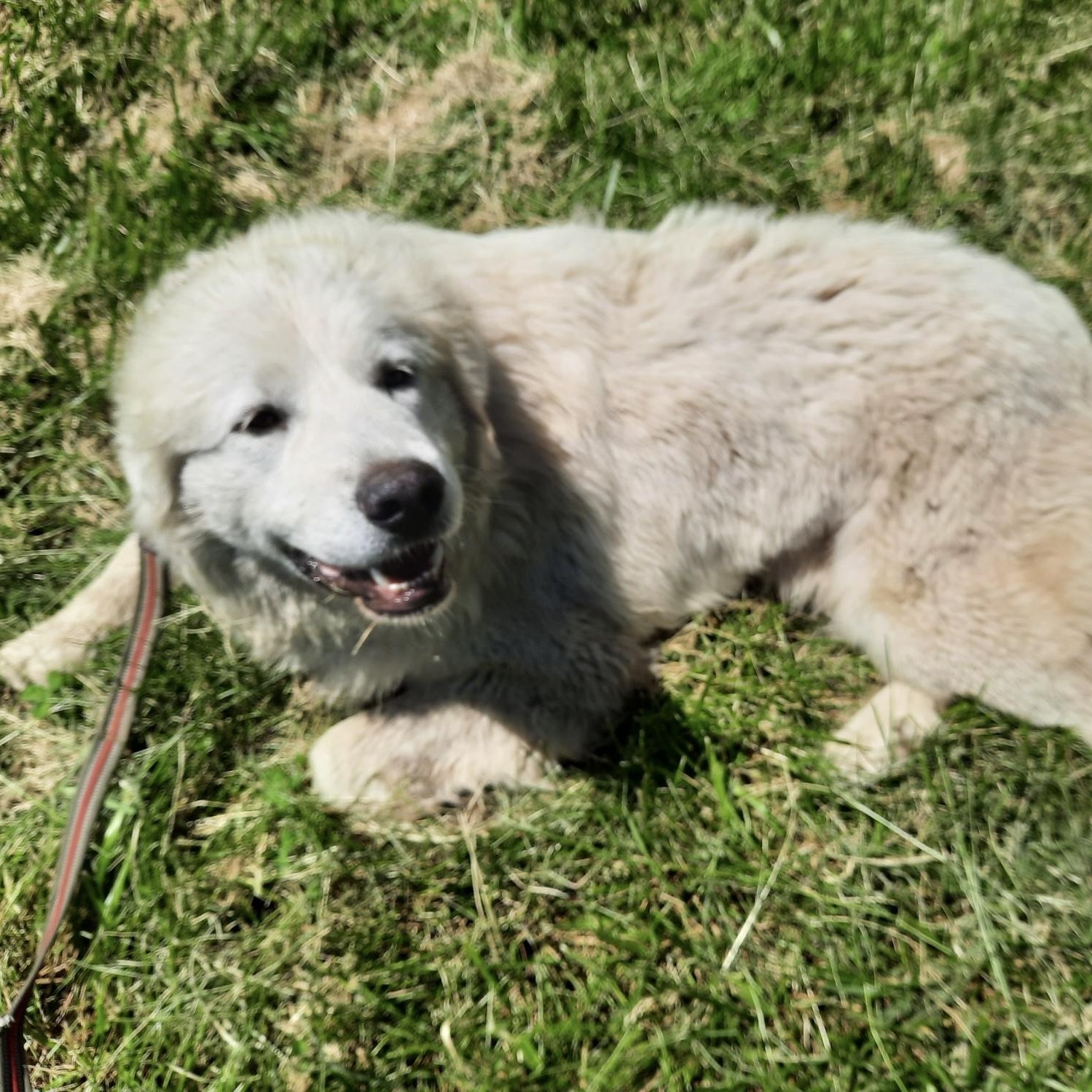 Louise - New to Rescue - Foster Needed, an adopted Great Pyrenees in Indianapolis, IN image 3/5