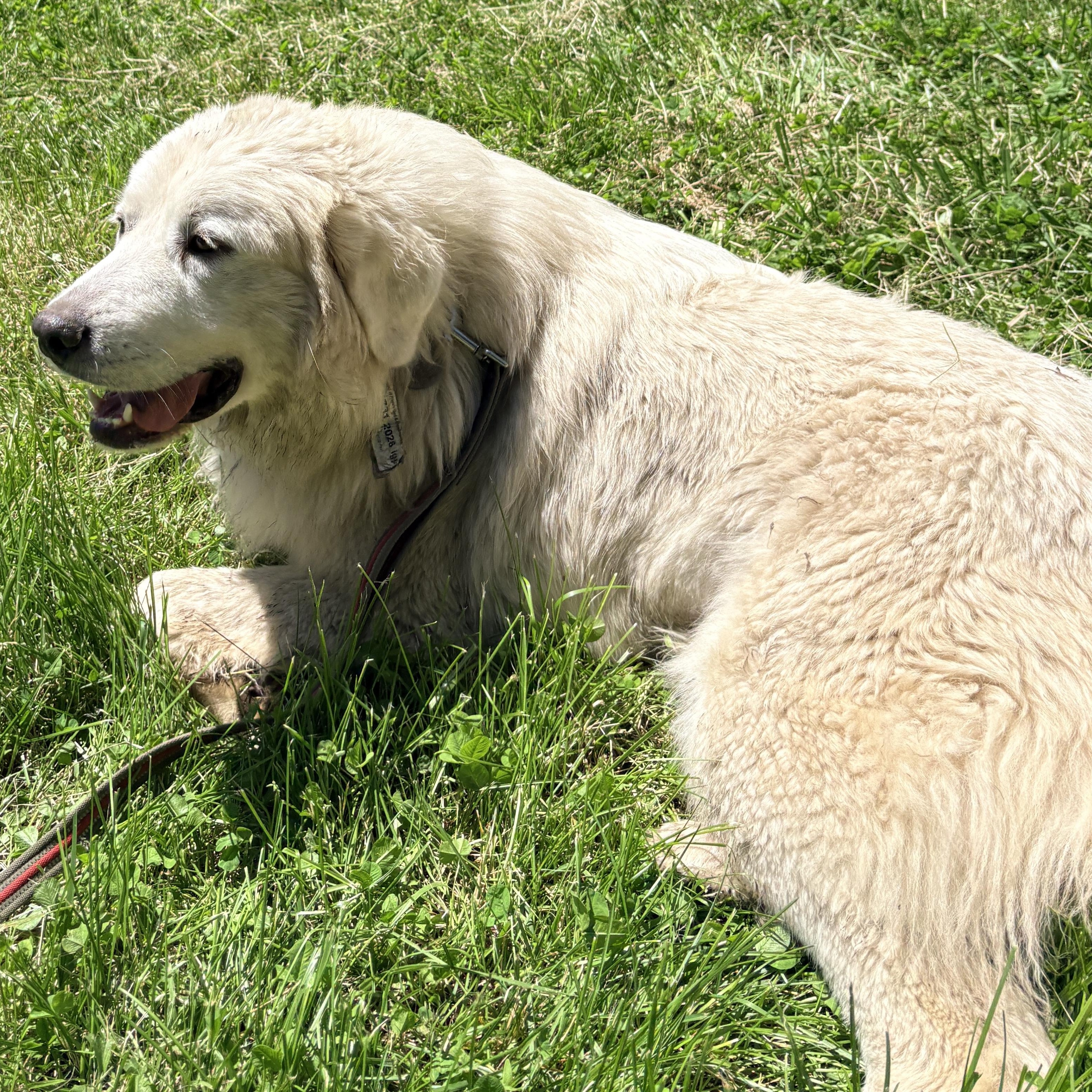 Louise - New to Rescue - Foster Needed, an adopted Great Pyrenees in Indianapolis, IN image 5/5