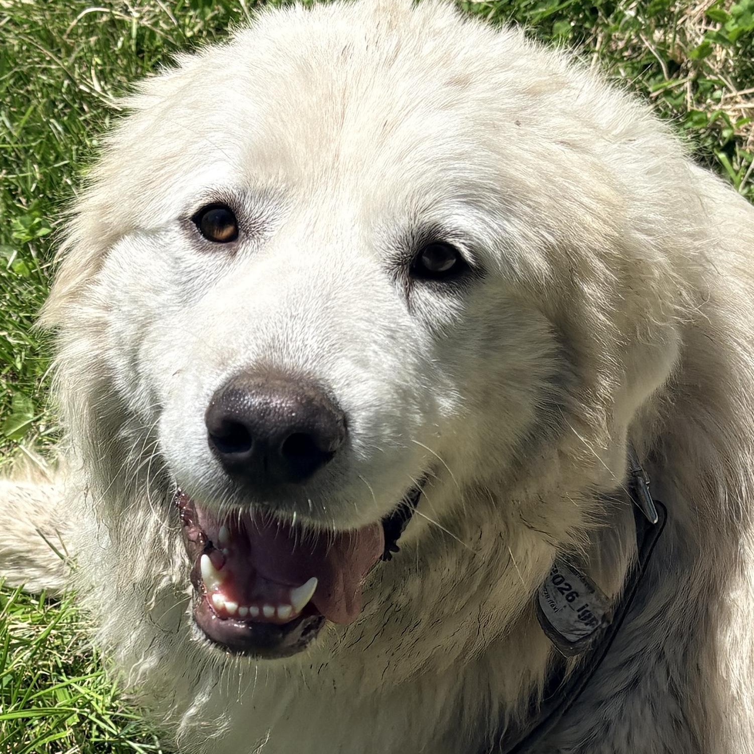 Louise - New to Rescue - Foster Needed, adopted, Young Female Great Pyrenees.