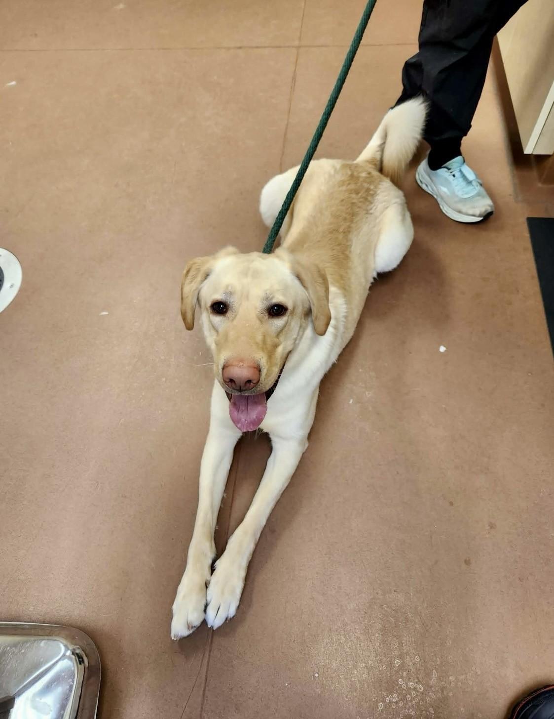 Enlarge Ronin , an adopted Labrador Retriever in Farwell, MI image 4/4