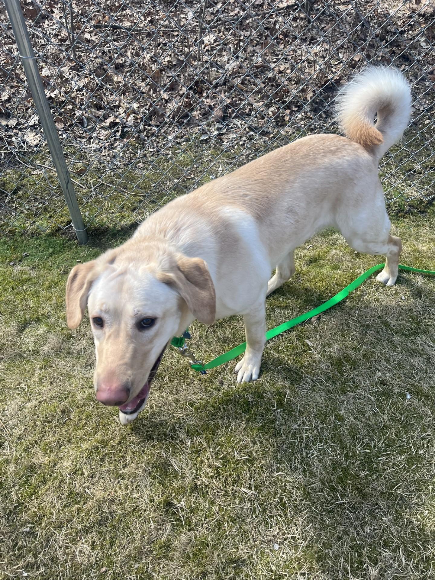 Enlarge Ronin , an adopted Labrador Retriever in Farwell, MI image 2/4