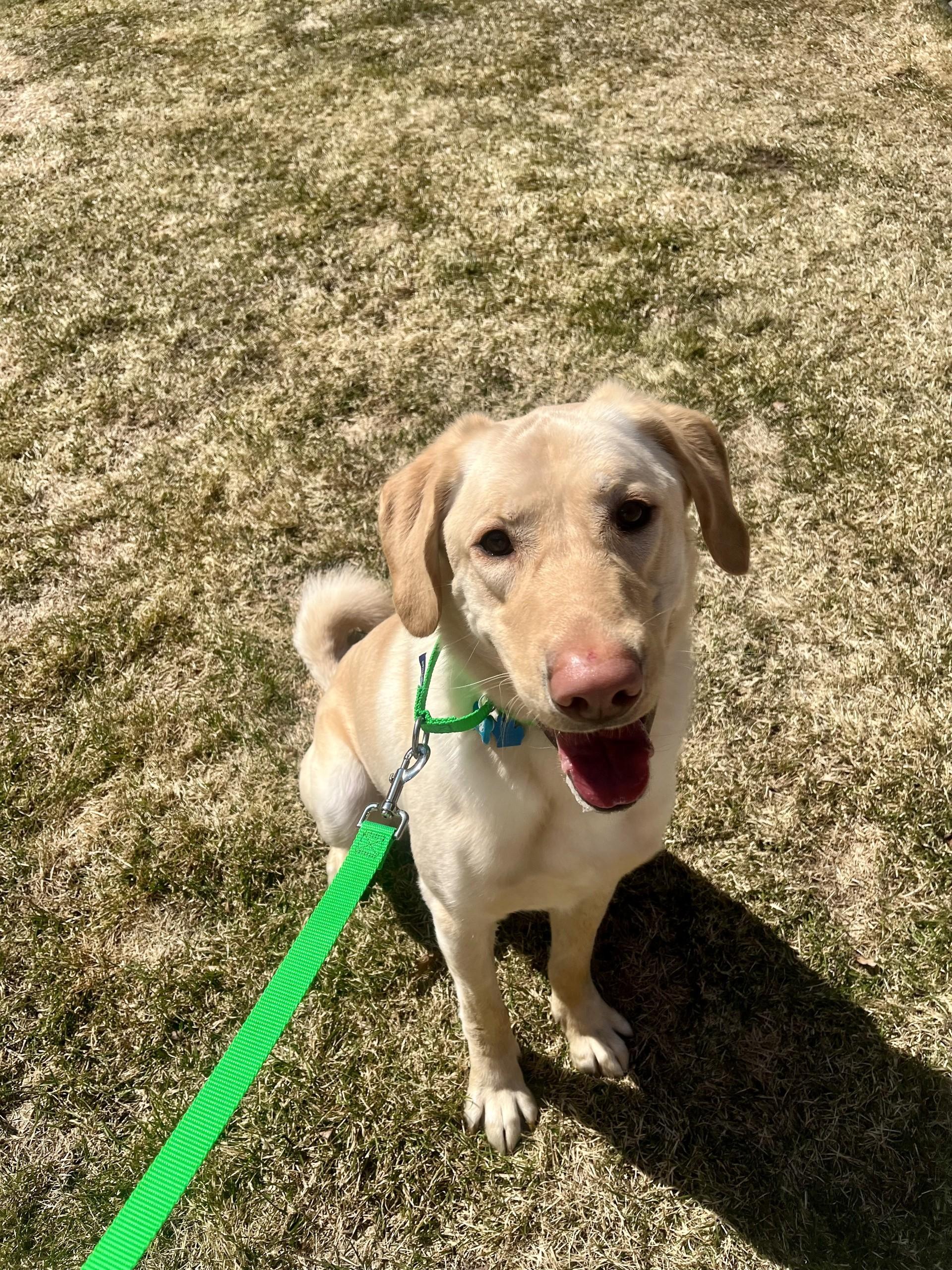 Enlarge Ronin , an adopted Labrador Retriever in Farwell, MI image 1/4