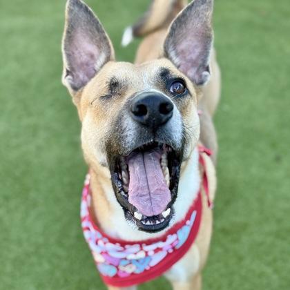 Dasher, Adoptable, Adult Male Belgian Shepherd / Malinois & Mixed Breed.