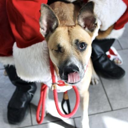 Enlarge Dasher, a Adoptable mixed breed in Largo, FL image 1/3