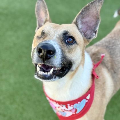 Dasher, Adoptable, Adult Male Belgian Shepherd / Malinois & Mixed Breed.