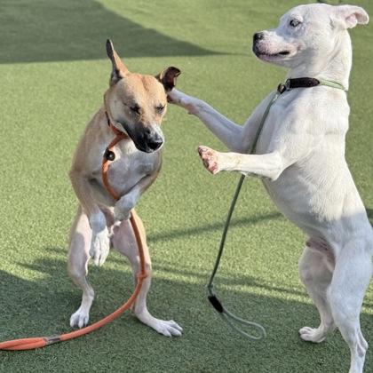 Enlarge Dasher, a Adoptable mixed breed in Largo, FL image 2/3