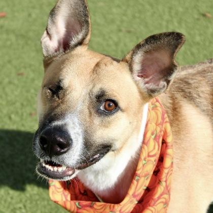 Enlarge Dasher, a Adoptable mixed breed in Largo, FL image 3/3