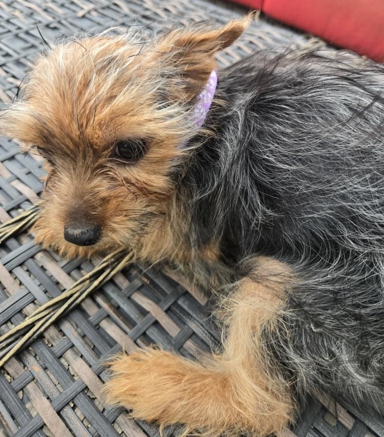 Enlarge Cardi P, an adoptable Yorkshire Terrier in Orlando, FL image 4/4