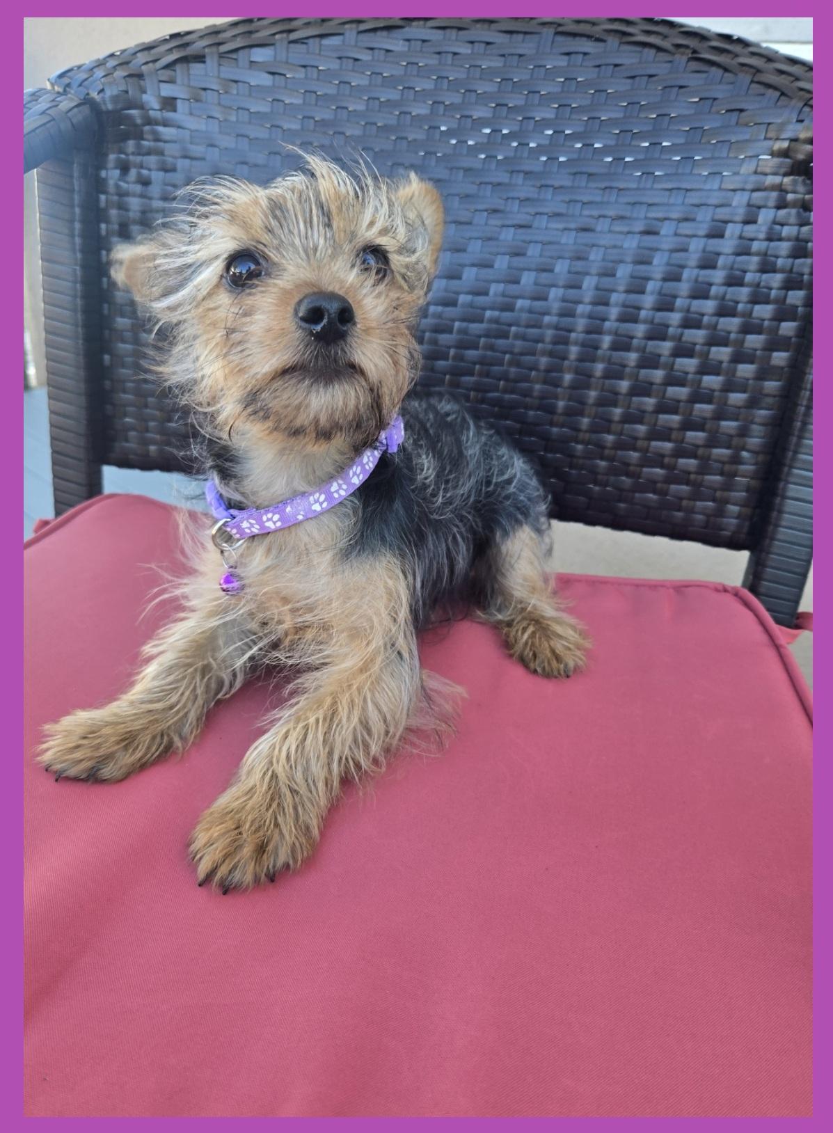 Enlarge Cardi P, an adopted Yorkshire Terrier in Orlando, FL image 2/6