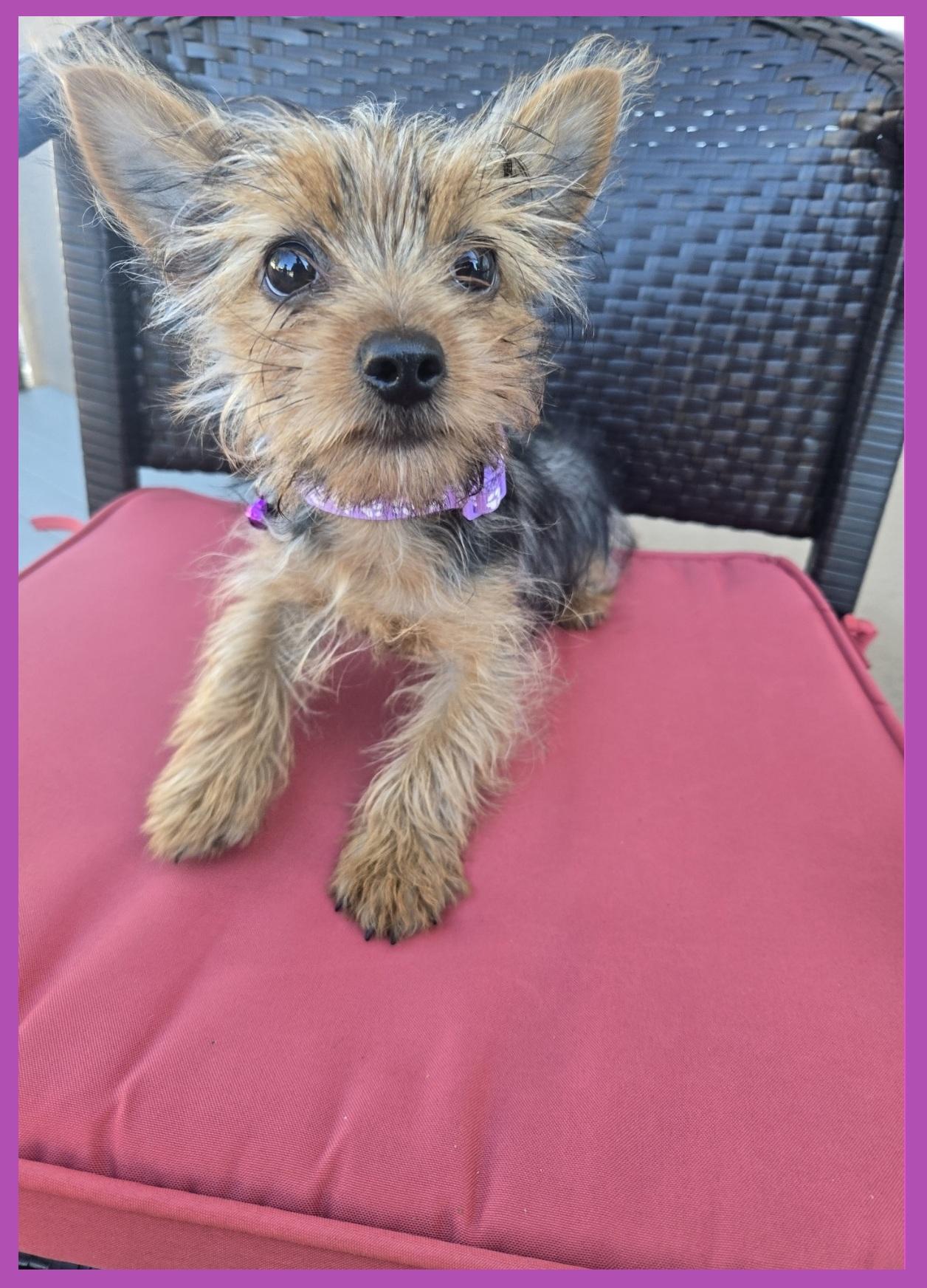 Enlarge Cardi P, an adopted Yorkshire Terrier in Orlando, FL image 1/6