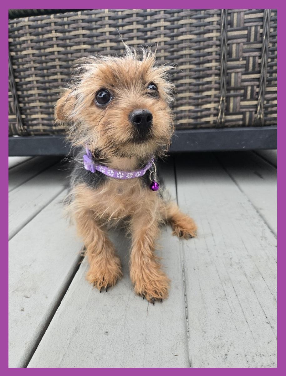Enlarge Cardi P, an adoptable Yorkshire Terrier in Orlando, FL image 2/4