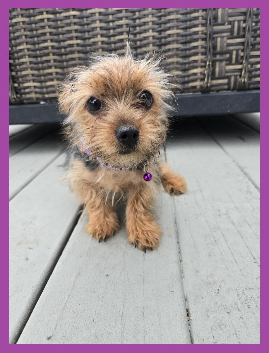 Enlarge Cardi P, an adoptable Yorkshire Terrier in Orlando, FL image 1/4