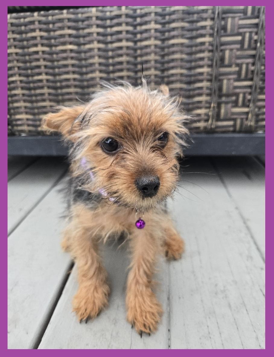 Enlarge Cardi P, an adoptable Yorkshire Terrier in Orlando, FL image 3/4