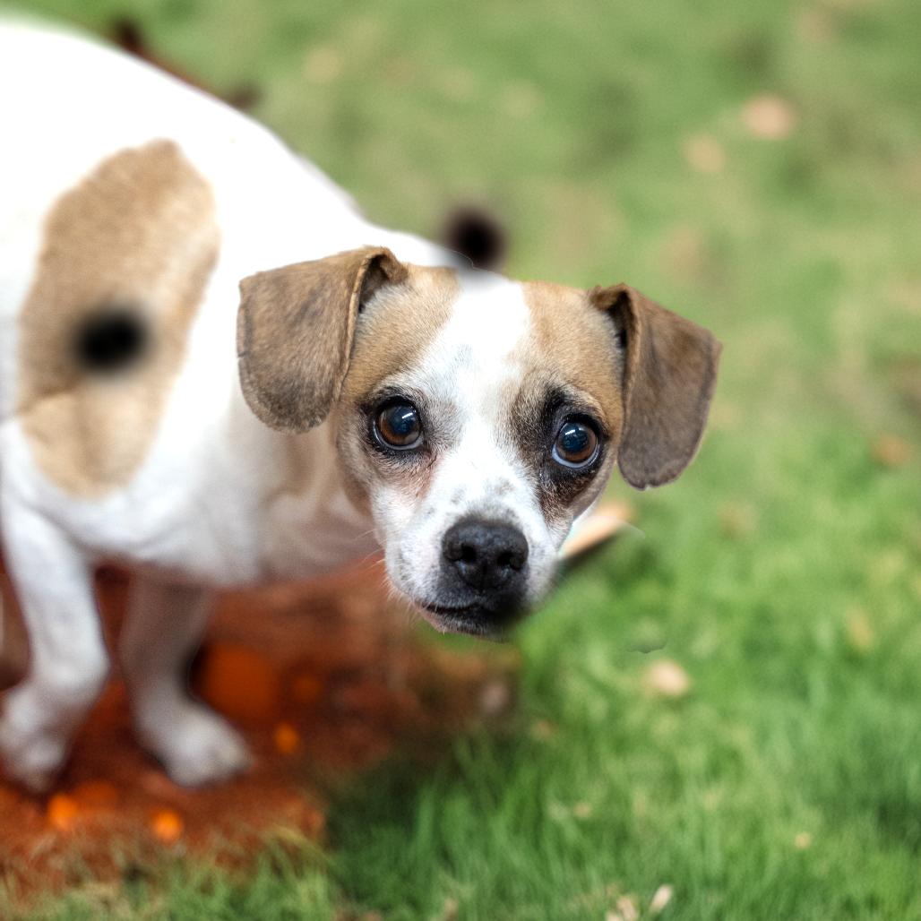 Kevin, Adoptable, Adult Male Terrier & Mixed Breed.