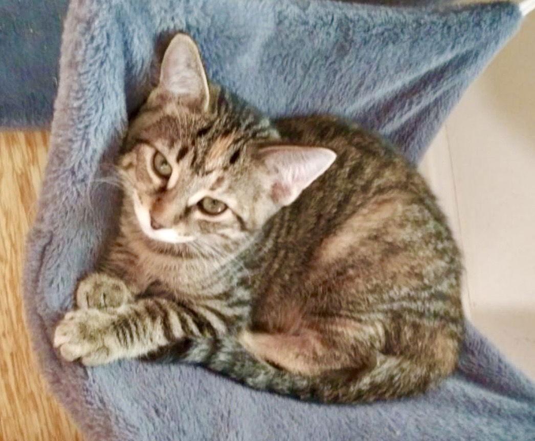 Sophie, Adopted, Young Female Tabby & Domestic Short Hair.