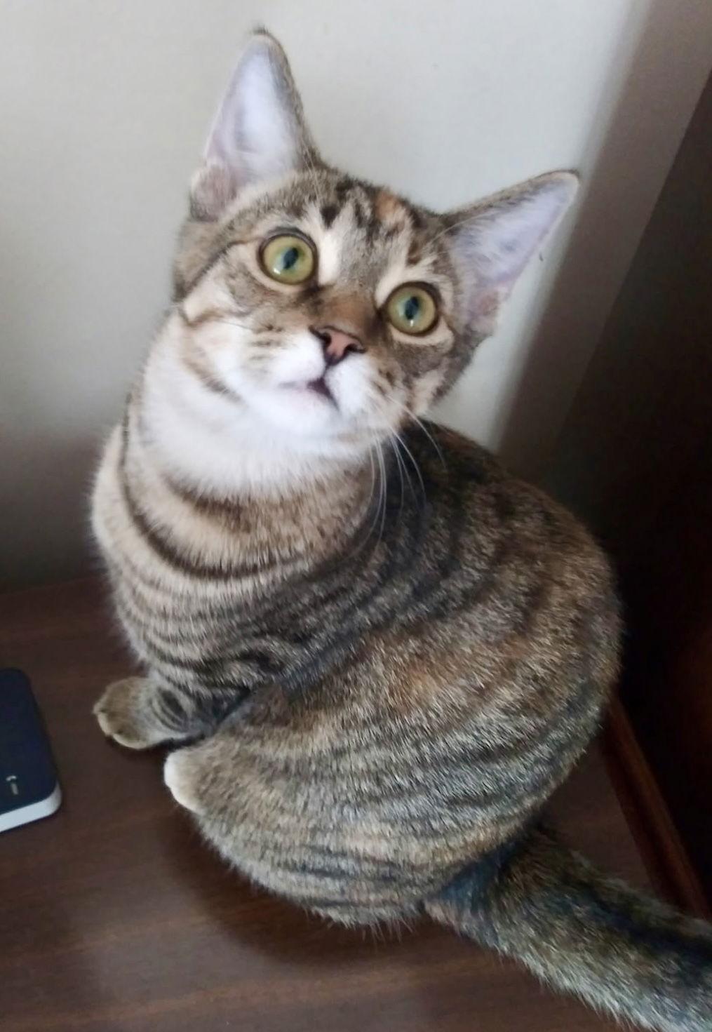 Enlarge Sophie, a Adopted mixed breed in Georgetown, KY image 3/3