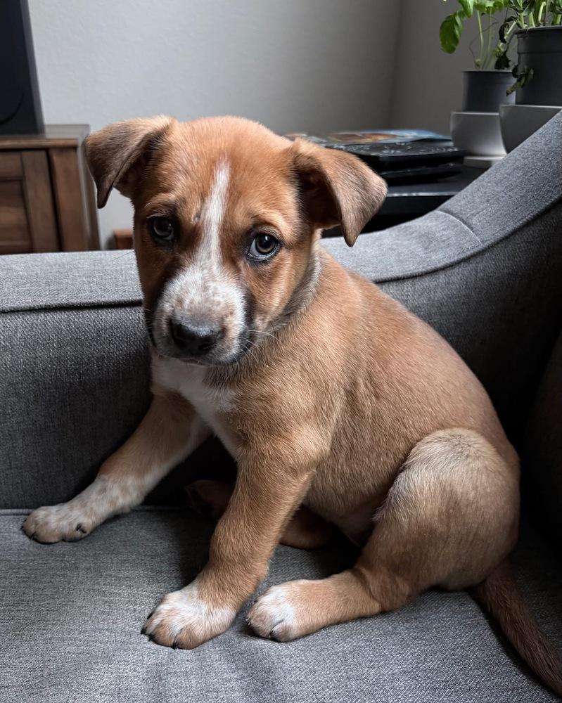 Puff Puff, Adoptable, Puppy Female Australian Cattle Dog / Blue Heeler.