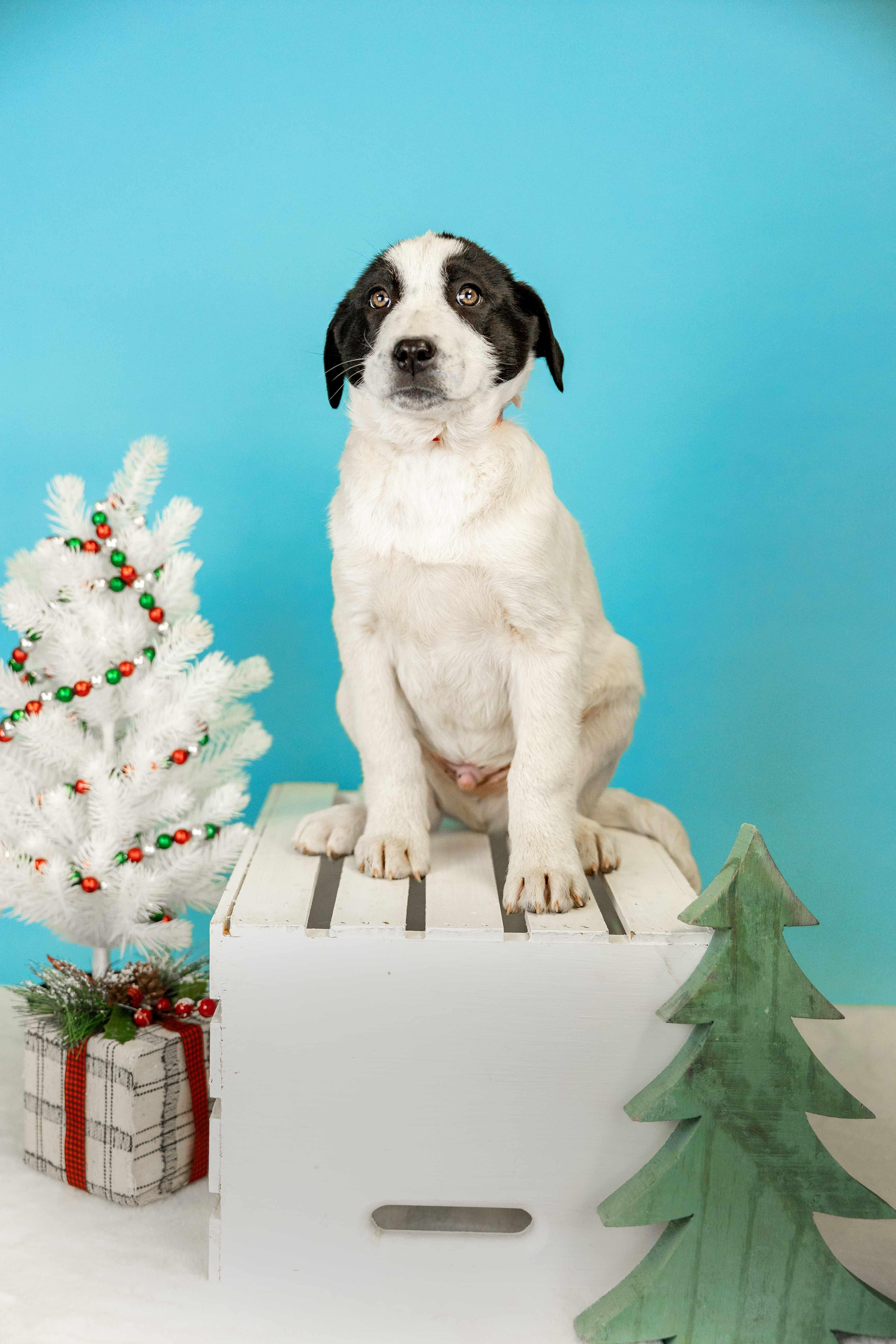 1090-25, ADOPTABLE, Young Male Australian Cattle Dog / Blue Heeler.