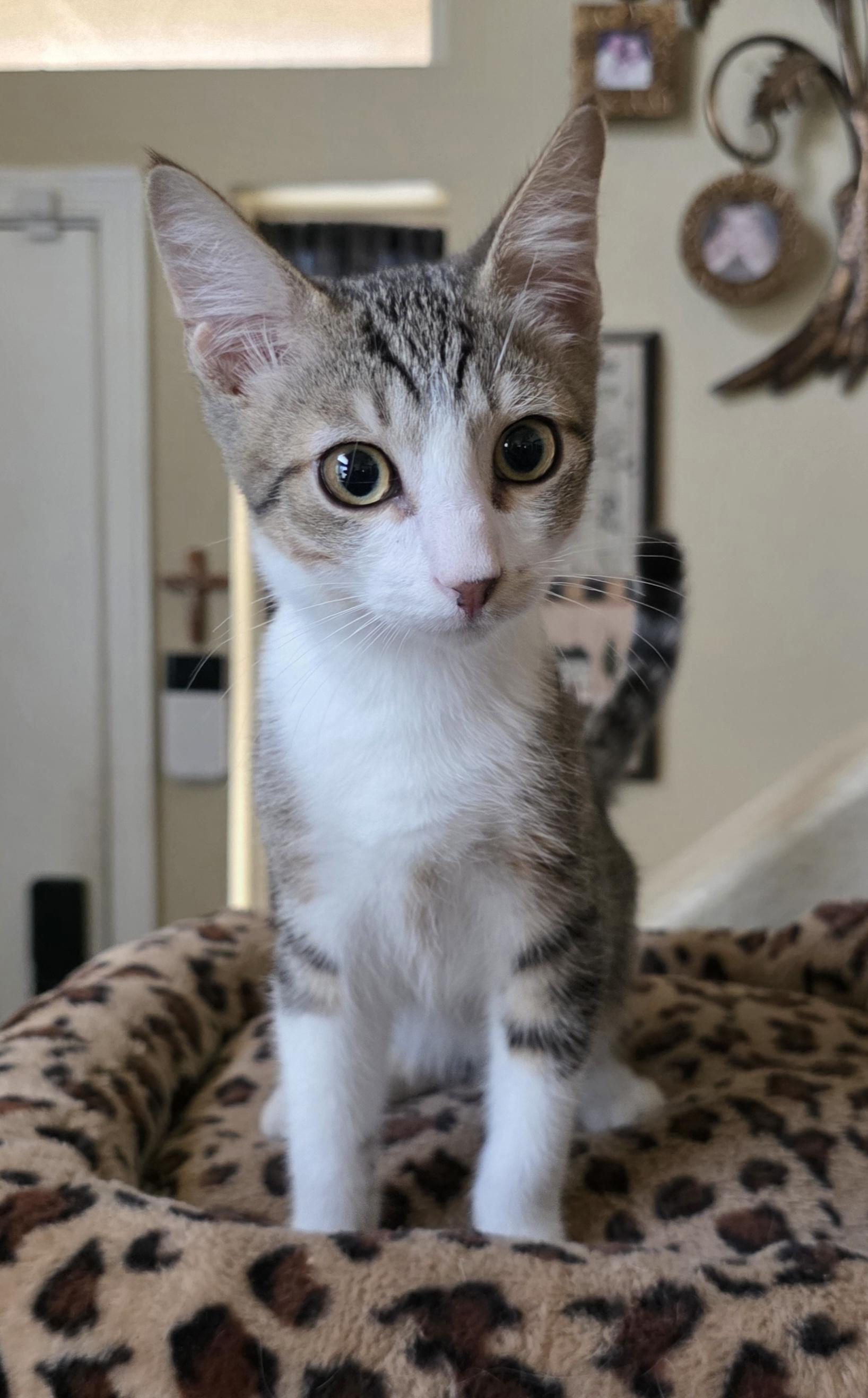 Enlarge Osiris, a Adoptable mixed breed in Litchfield Park, AZ image 3/4