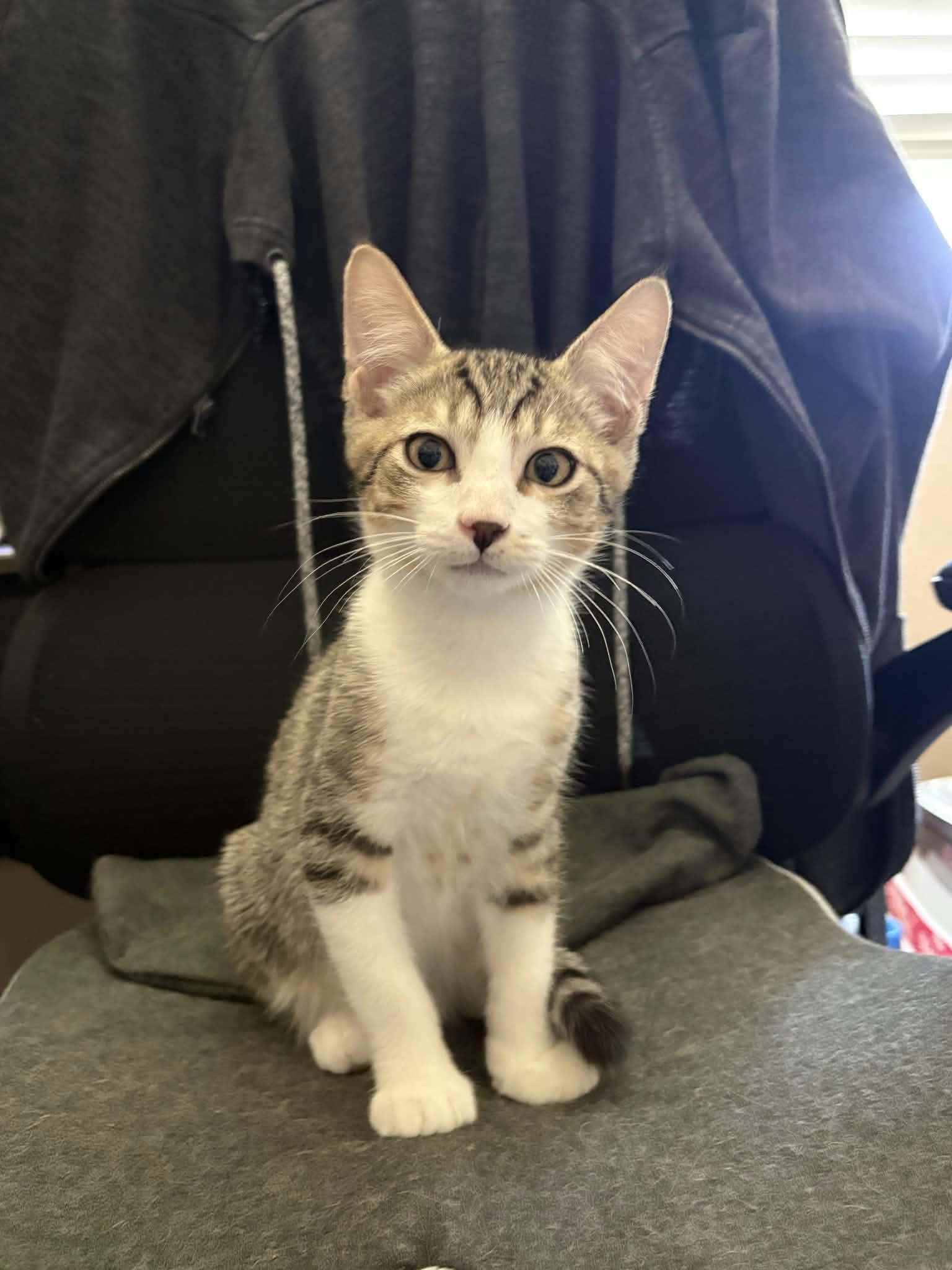 Enlarge Osiris, a Adoptable mixed breed in Litchfield Park, AZ image 2/4