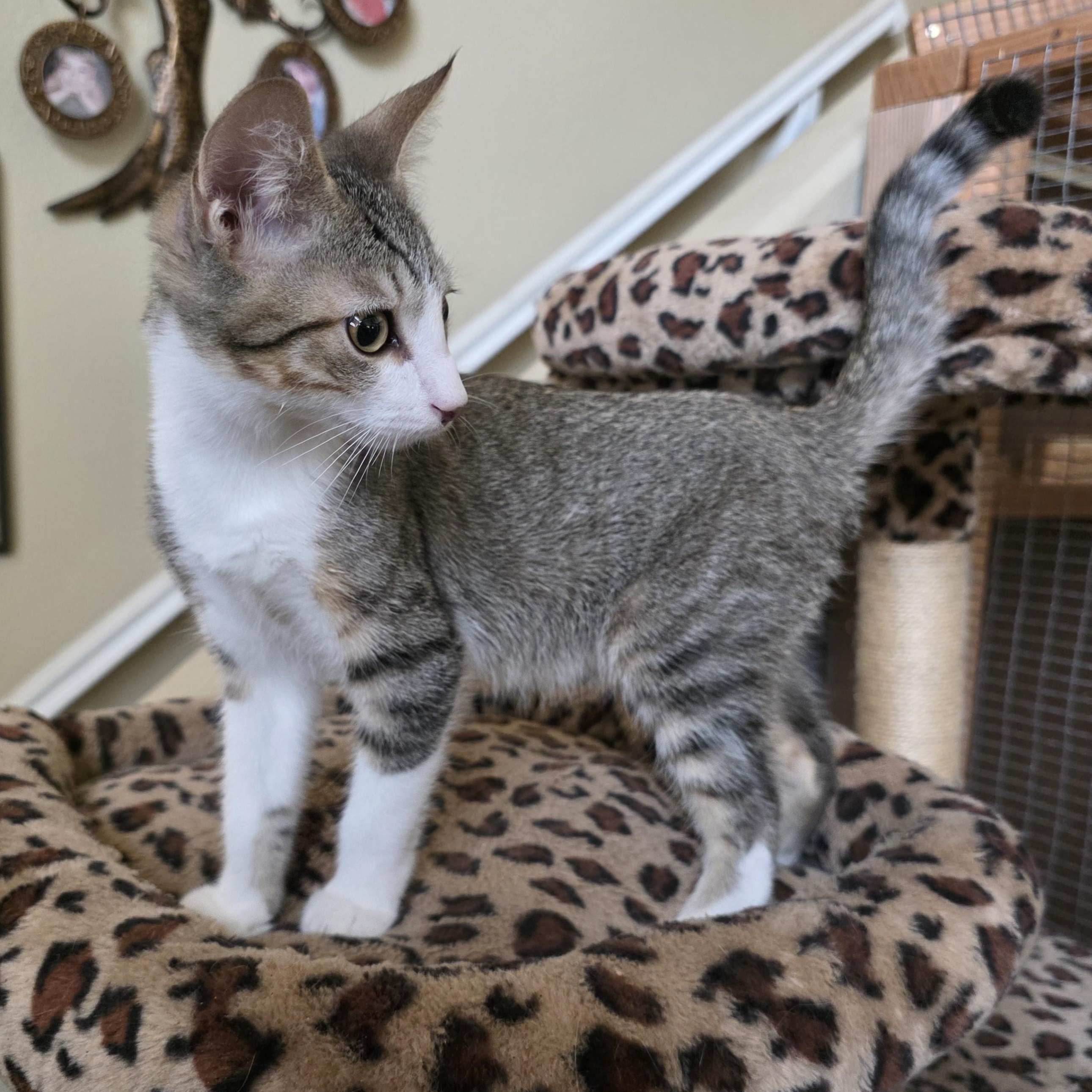 Enlarge Osiris, a Adoptable mixed breed in Litchfield Park, AZ image 4/4