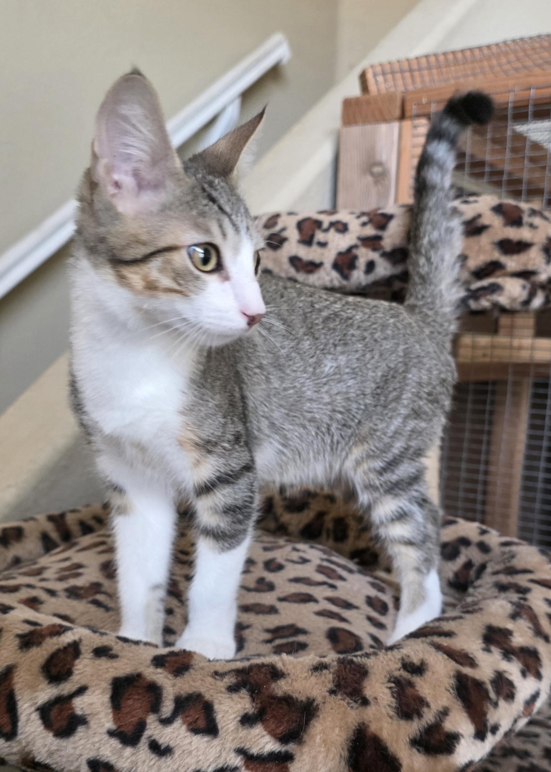 Osiris, Adoptable, Kitten Male Domestic Short Hair.