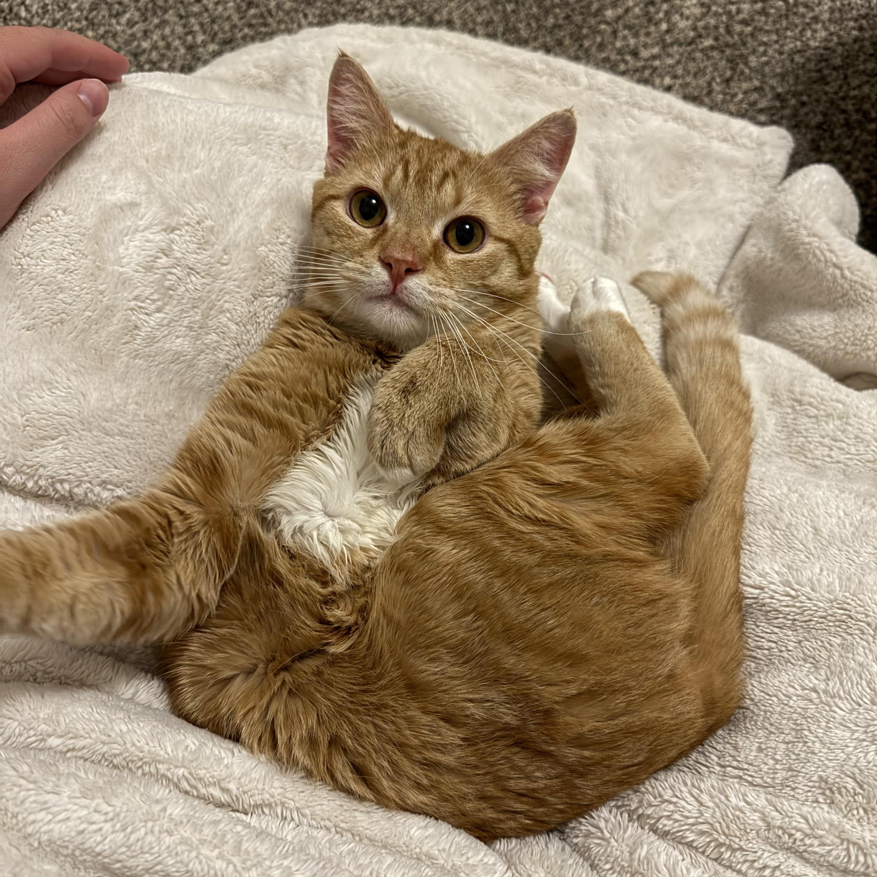 Enlarge Starseed, an adoptable Domestic Short Hair in Mississippi State, MS image 1/6