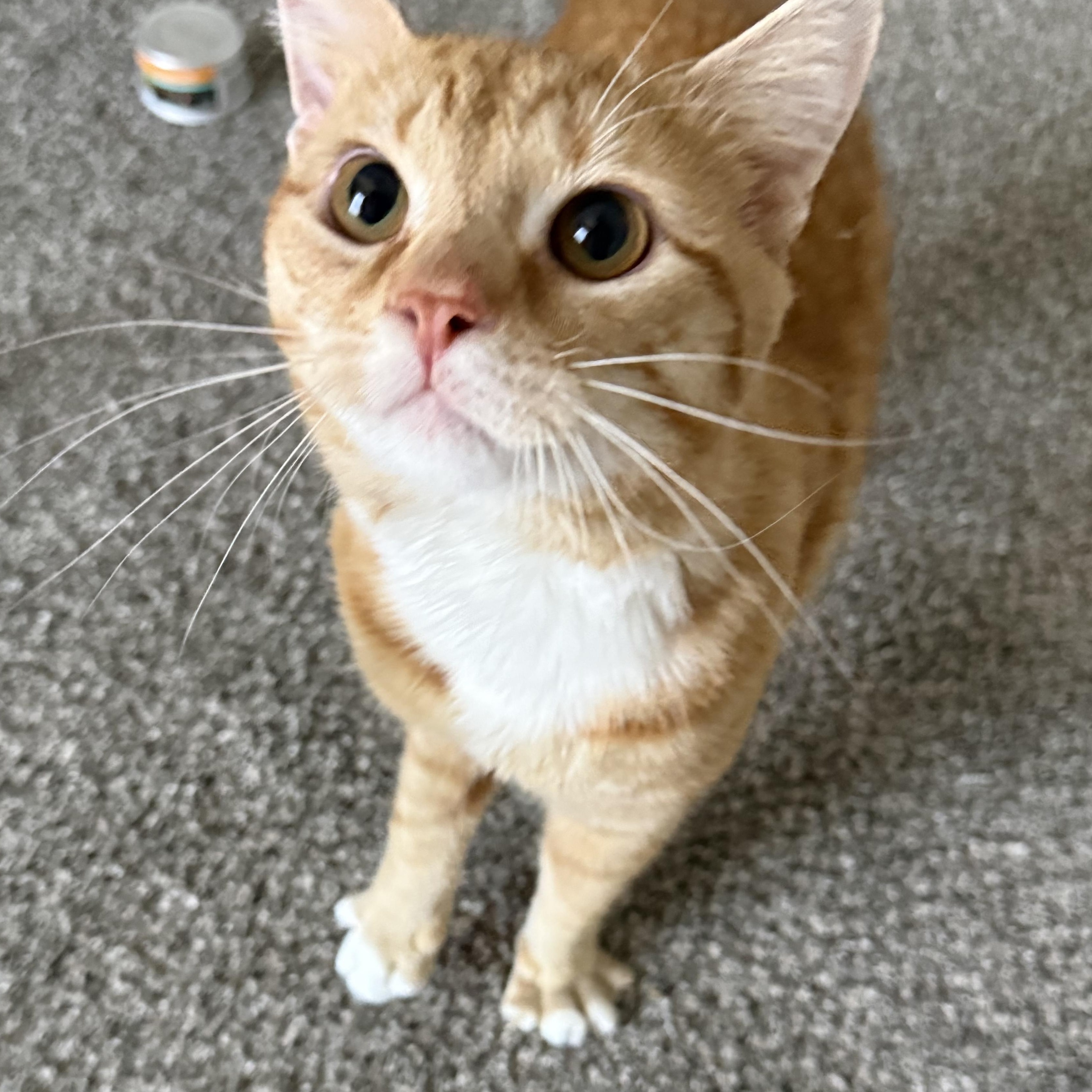 Enlarge Starseed, an adoptable Domestic Short Hair in Mississippi State, MS image 3/6