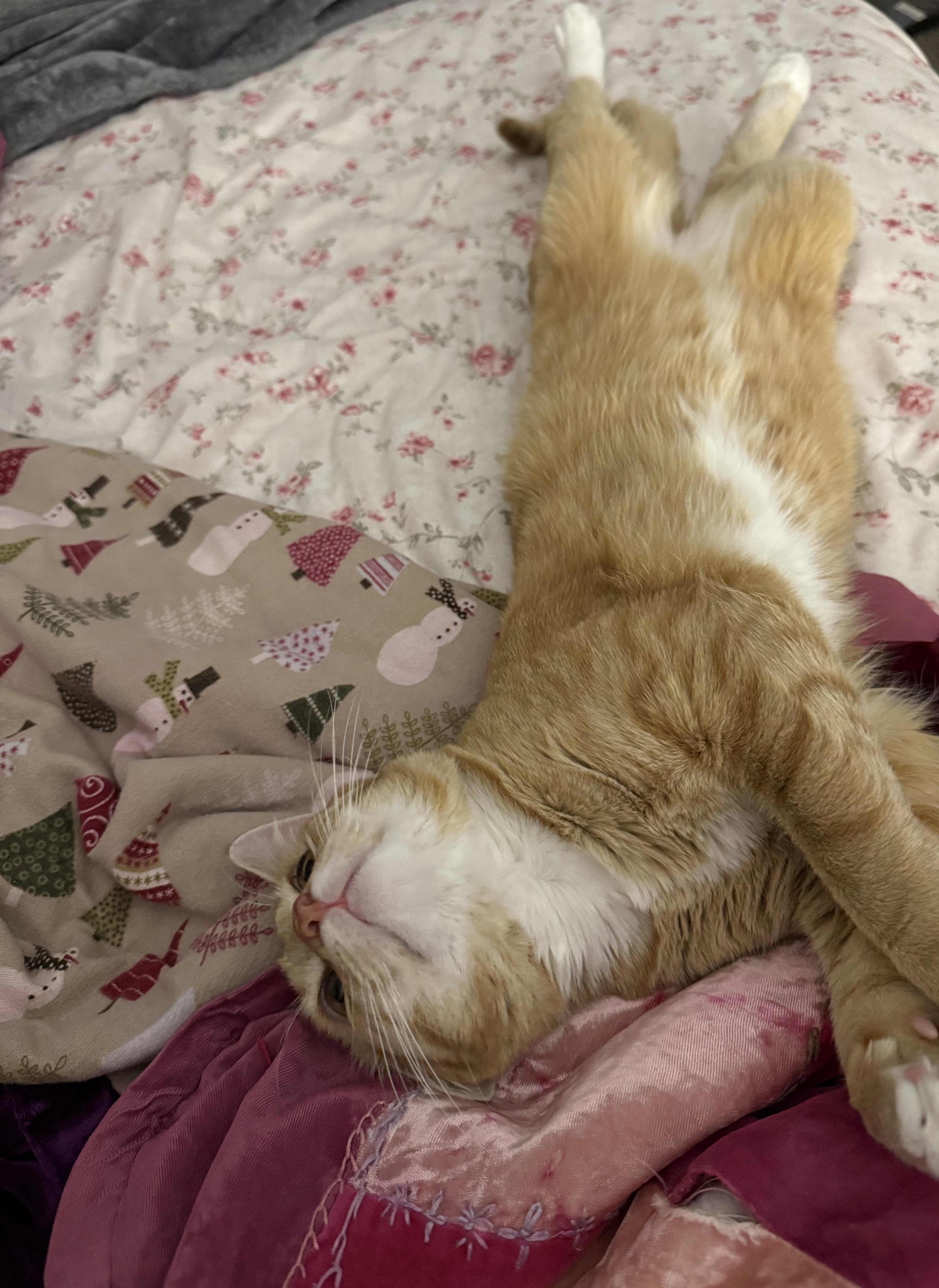 Enlarge Starseed, an adoptable Domestic Short Hair in Mississippi State, MS image 6/6