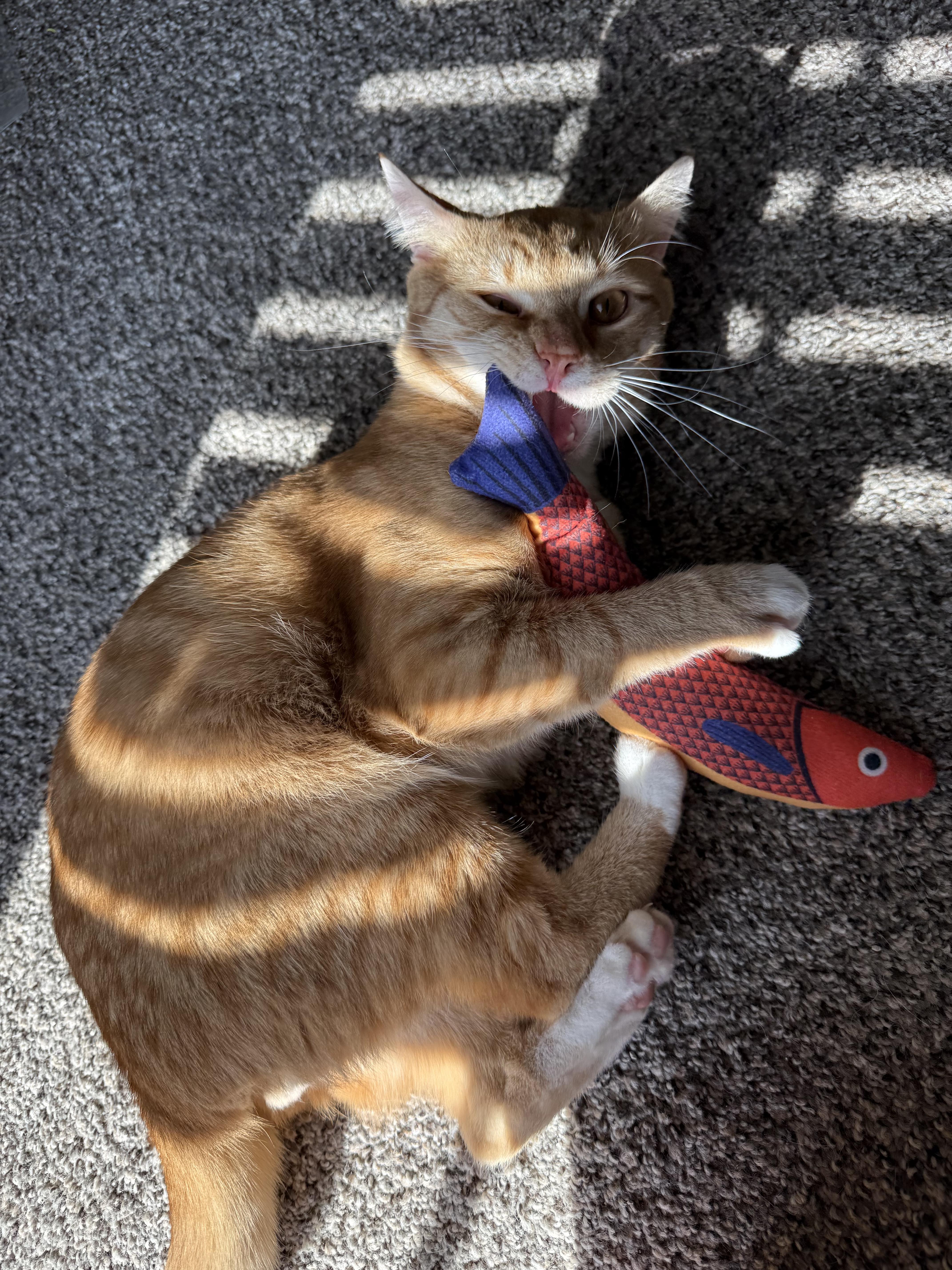 Enlarge Starseed, an adoptable Domestic Short Hair in Mississippi State, MS image 5/6