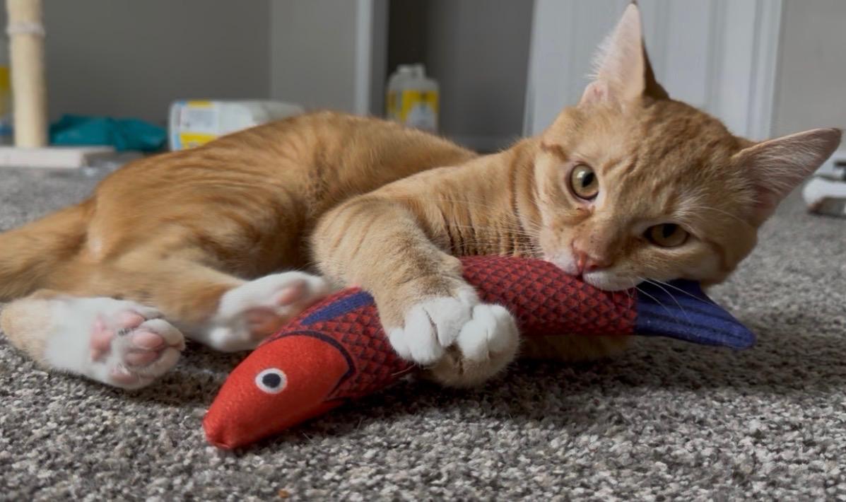 Starseed, adopted, Adult Male Domestic Short Hair.