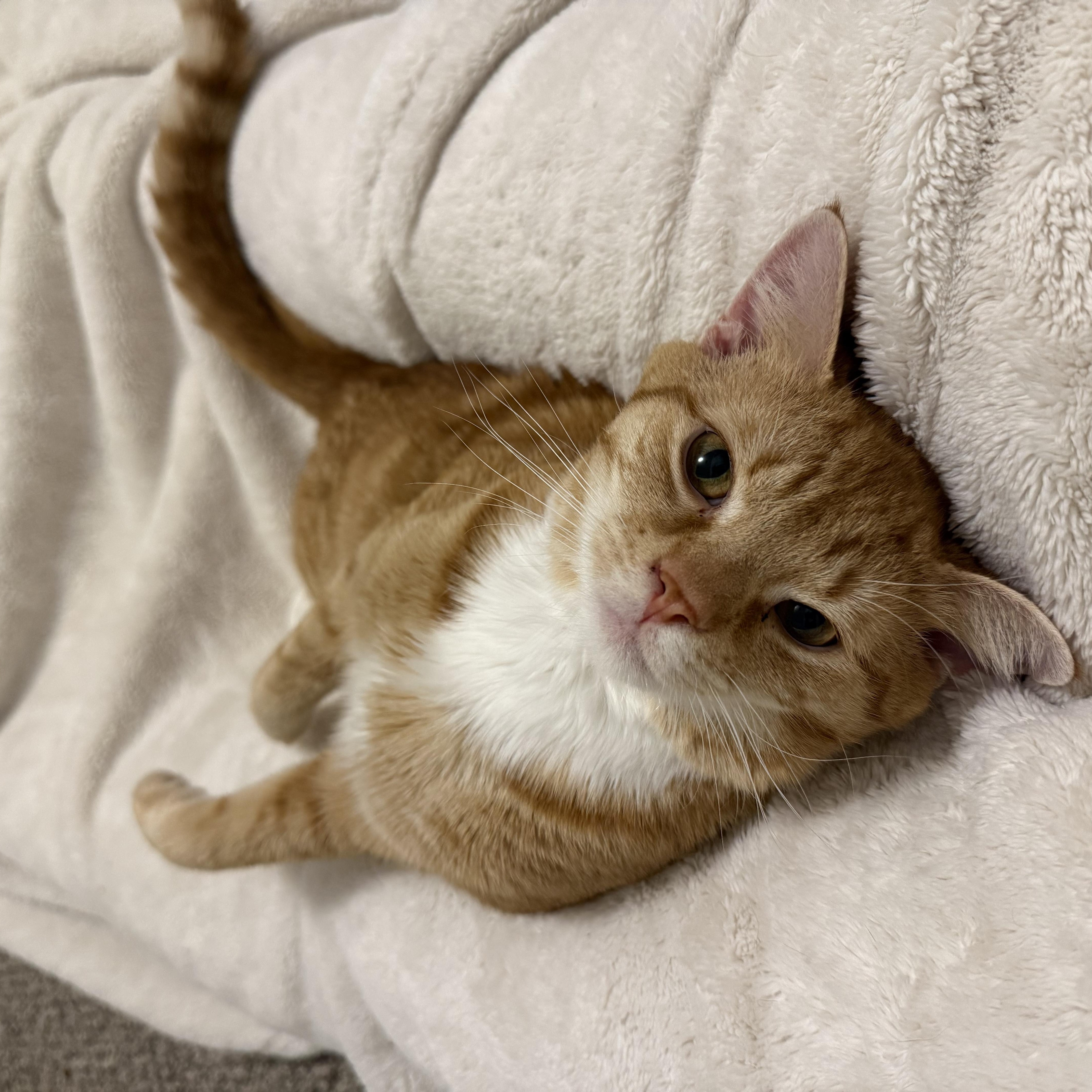 Enlarge Starseed, an adoptable Domestic Short Hair in Mississippi State, MS image 4/6