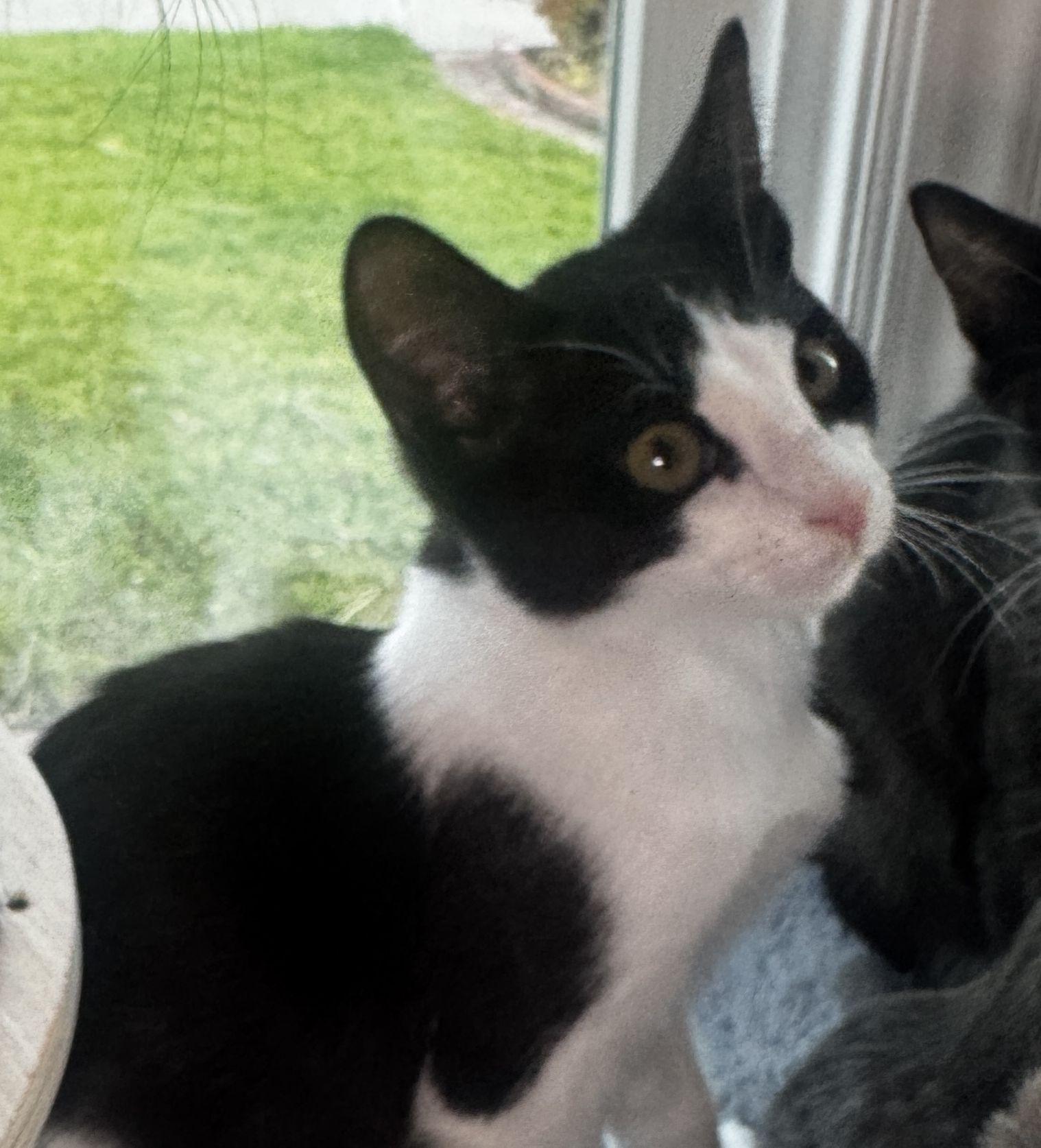 Moxley, Adoptable, Young Male Domestic Short Hair.