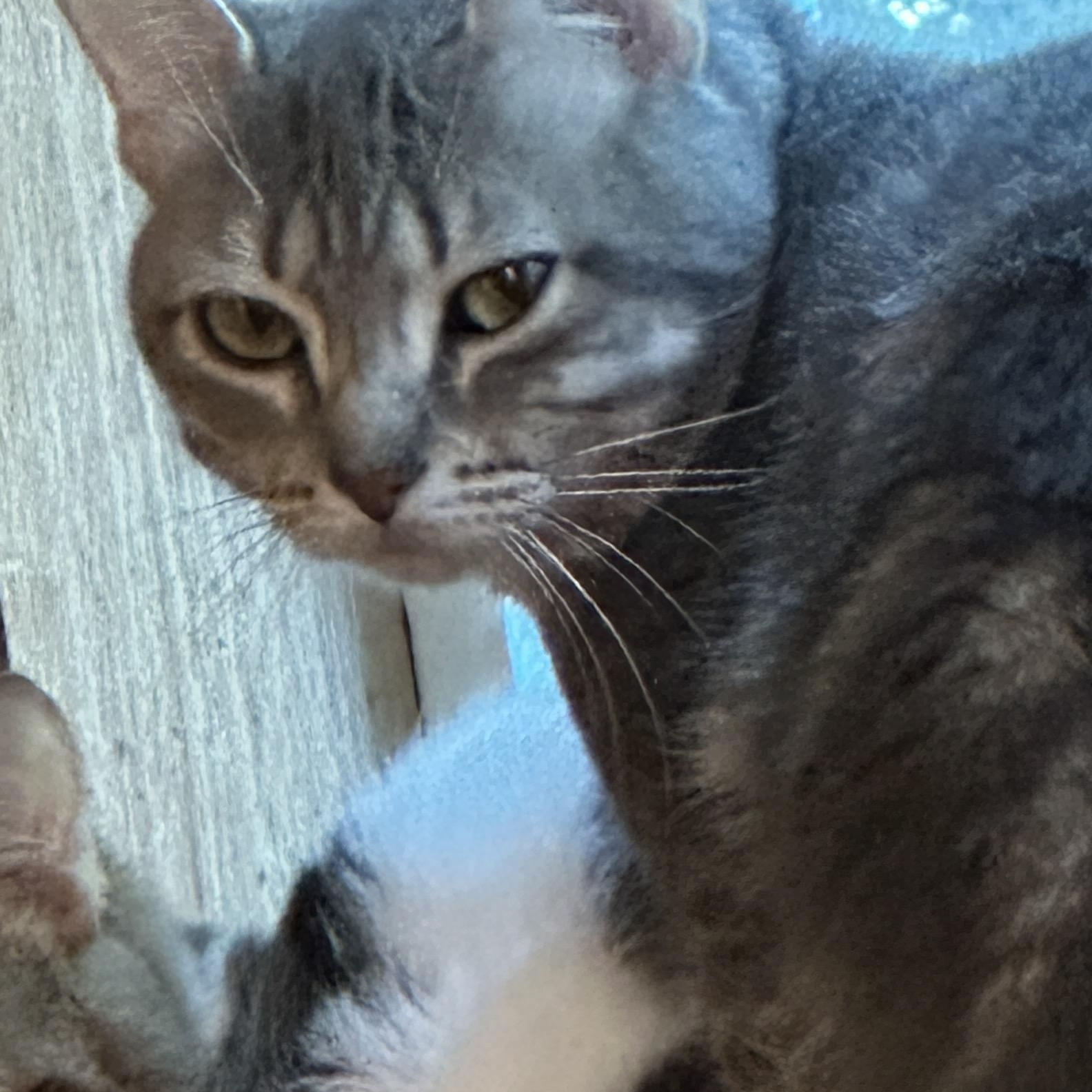 Sweetie, ADOPTABLE, Adult Male Tabby.