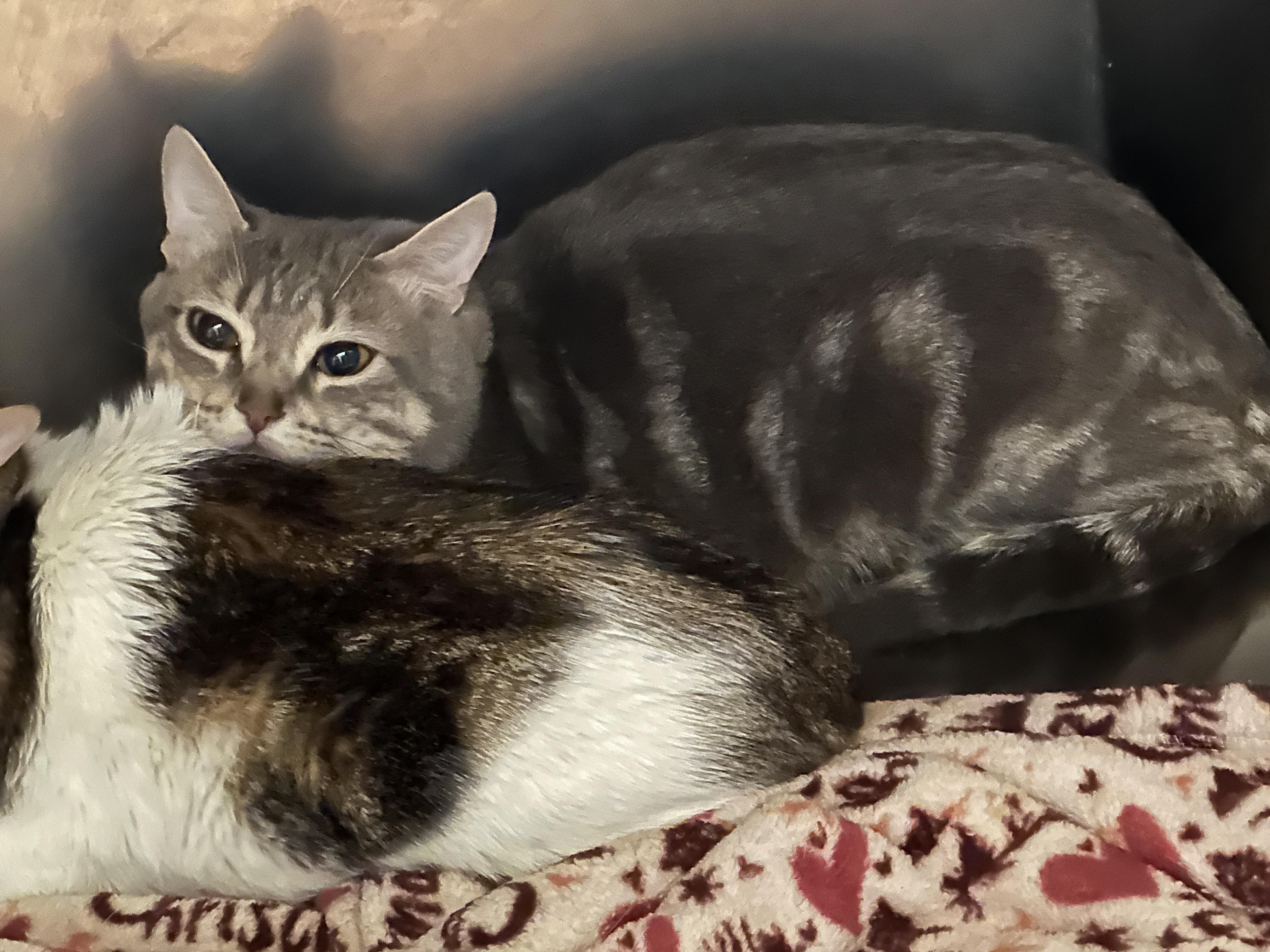 Enlarge Sweetie, a ADOPTABLE Tabby in Sheridan, OR image 2/2