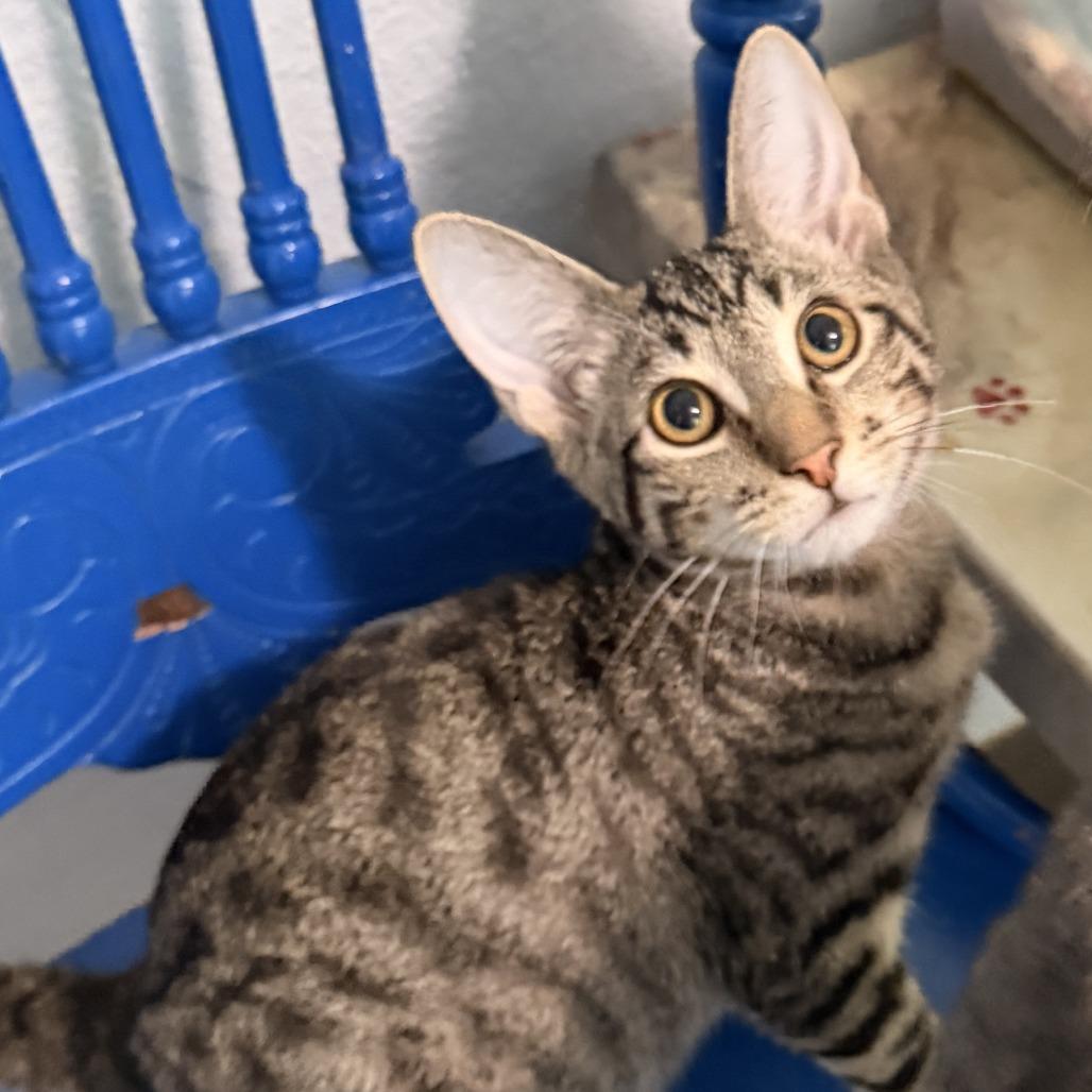 Richie, Adopted, Kitten Male Domestic Short Hair.