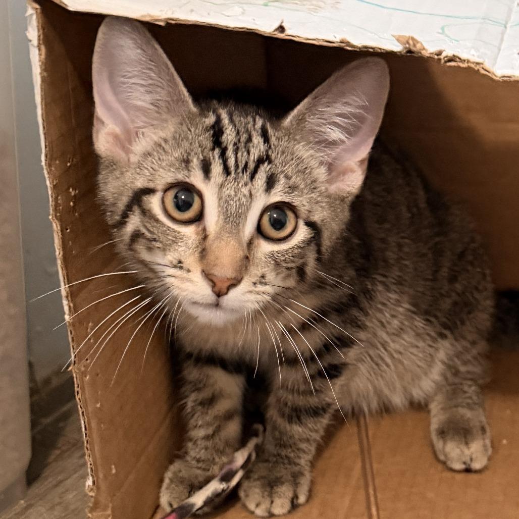 Richie, Adoptable, Kitten Male Domestic Short Hair.