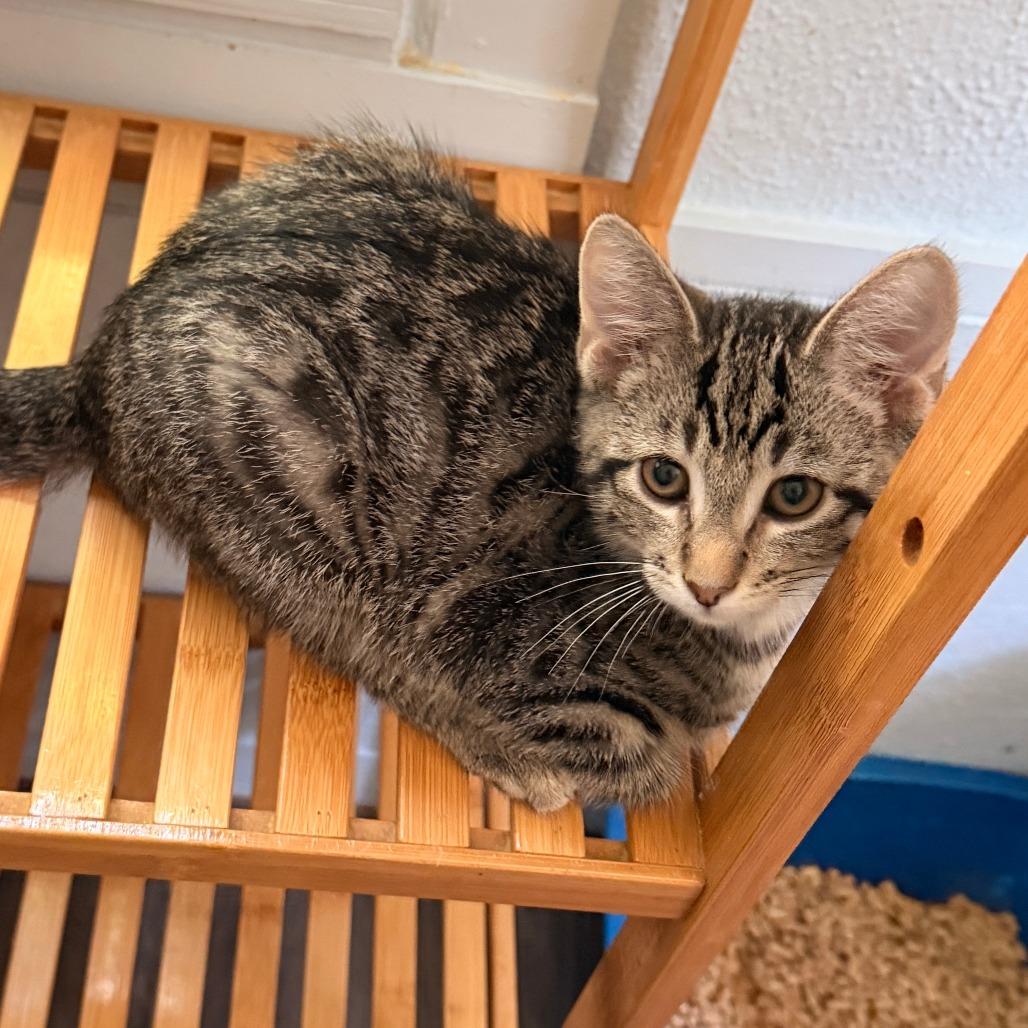 Richie, a Adoptable Domestic Short Hair in Richland, MI image 2/4