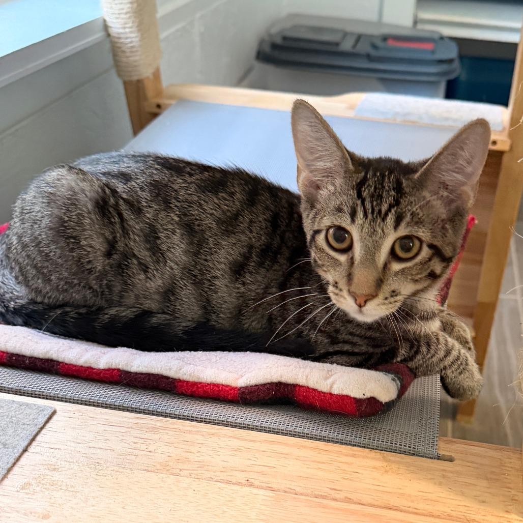 Enlarge Richie, a Adopted Domestic Short Hair in Richland, MI image 4/6