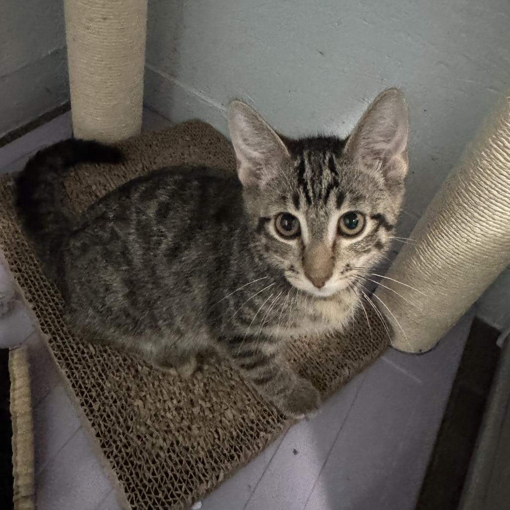 Richie, a Adoptable Domestic Short Hair in Richland, MI image 3/4